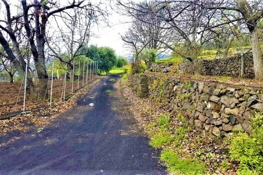 Terreno agricolo panoramico con diversi alberi da frutto