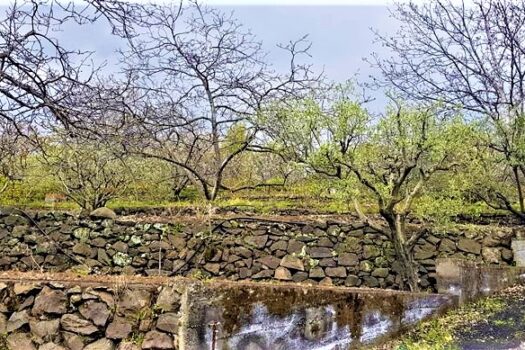 Terreno agricolo panoramico con diversi alberi da frutto