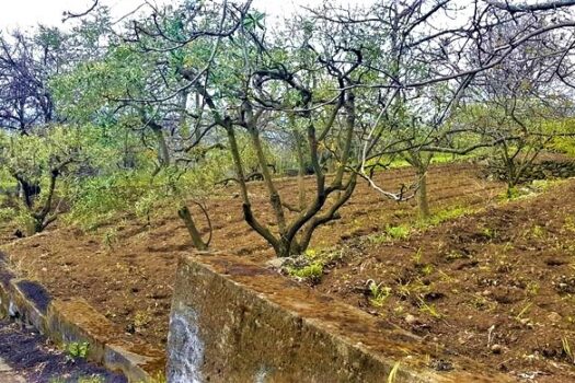 Terreno agricolo panoramico con diversi alberi da frutto