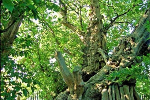 Panoramico villino con ampio terreno vicino il Castagno dei cento cavalli