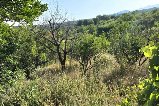 Rustico Indipendente con Palmento e Terreno a Sant’Alfio